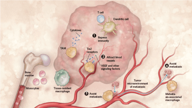 Role of tumor-associated macrophages (TAMs) in cancer.